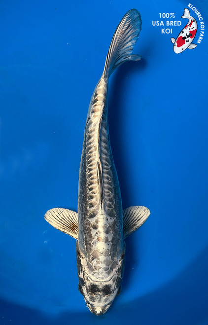Koi Fish for Sale | Japanese Koi Varieties Online | Kloubec Koi