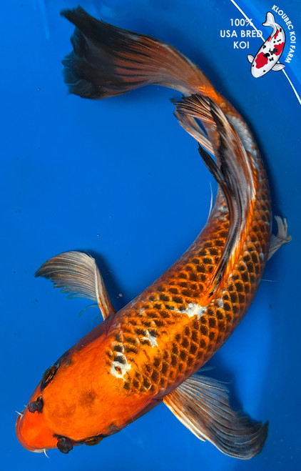 Koi Fish for Sale | Japanese Koi Varieties Online | Kloubec Koi