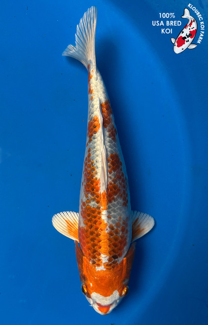 Koi Fish for Sale | Japanese Koi Varieties Online | Kloubec Koi