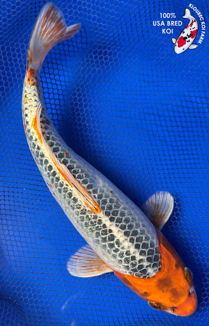 12" Kujaku Koi #J31016(P5)