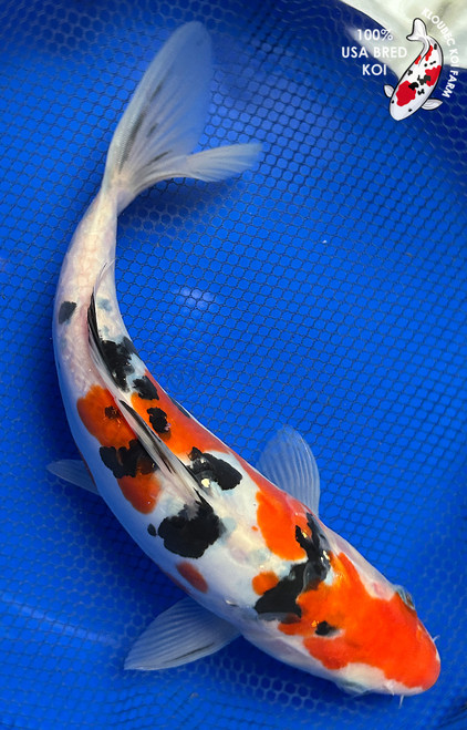11" Doitsu Sanke Koi #J31021(P5)