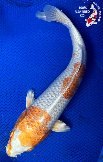 https://cdn11.bigcommerce.com/s-c81ee/images/stencil/500x659/products/24784/32547/31022-hariwake-koi__83871.1773536083.jpg?c=2