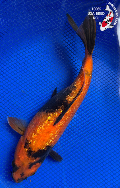 Utsuri Koi | Shiro, Hi & Ki Two-Color Patterned Koi | Kloubec Koi