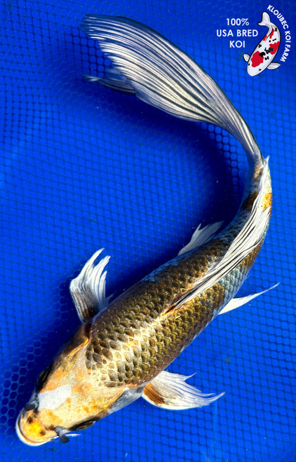 13" Kujaku Butterfly Koi #J31027(P6)