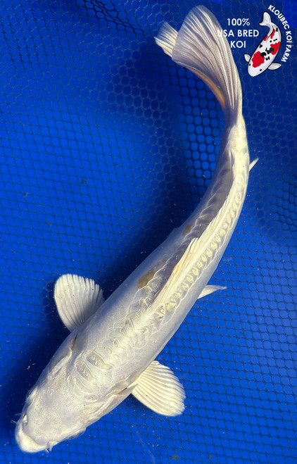10" Doitsu Platinum Ogon Koi #J31028(P6)