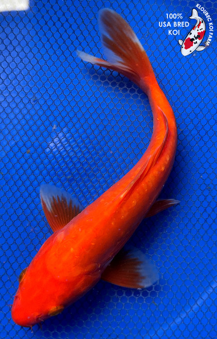 8.5" Doitsu Benigoi Koi #J31030(P6)