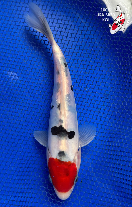 7.5" Doitsu Tancho Sanke Koi #J31031(P6)