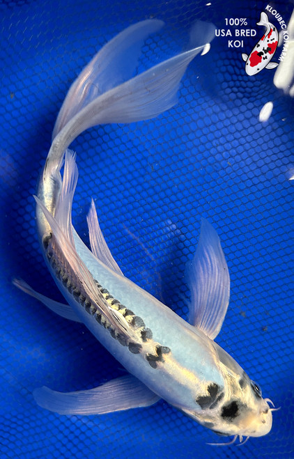 11" "Blue Belle" Shusui Butterfly Koi #J31032(P6)