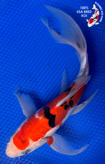 8.5" Sanke Butterfly Koi #J31034(P6)