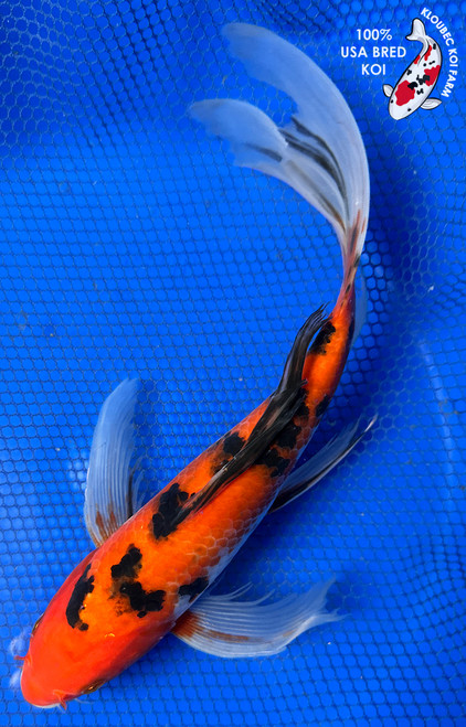 10" Aka Sanke Butterfly Koi #J31035(P6)