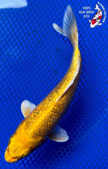 6.5" Gin Rin Yamabuki Ogon Koi #J31041(X42)