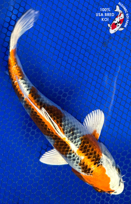 7" Kujaku Koi #J310343(X42)