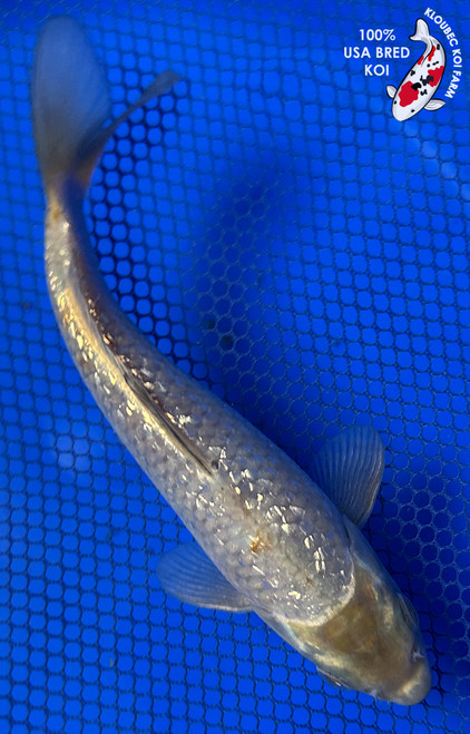 8" Gin Rin Soragoi Koi #J31044(X42)