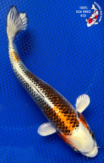 8" Kujaku Koi #J31047(X42)