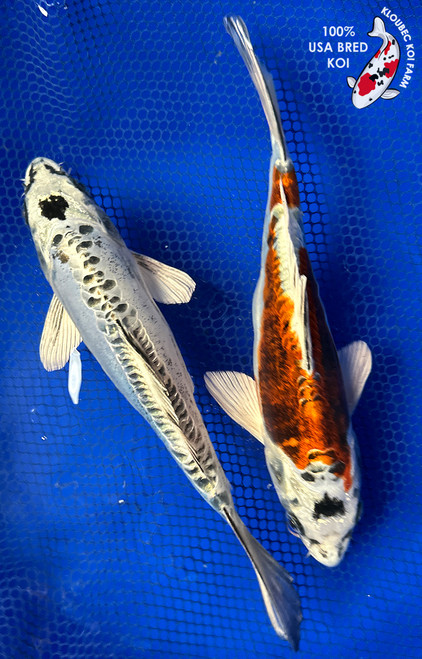 (2) 9" Doitsu Koi Pair #J31050(X46)