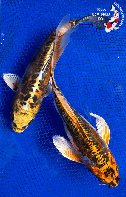 (2) 8-9" Koi Pair #J31051(X46)