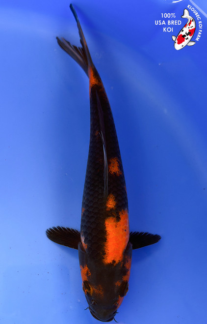 8" Hi Utsuri Koi #K1271(M15)