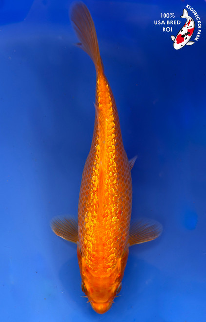 8" Gin Rin Orenji Ogon Koi #K1276(M15)