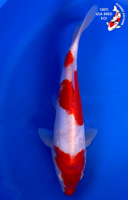 9.5" Doitsu Kohaku Koi #K1277(M15)