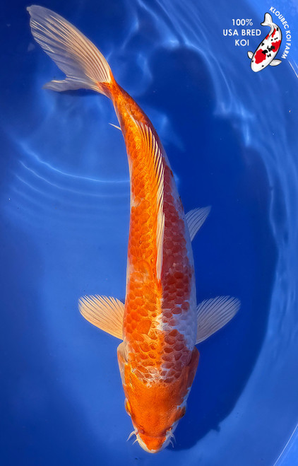 Koi Fish for Sale | Japanese Koi Varieties Online | Kloubec Koi