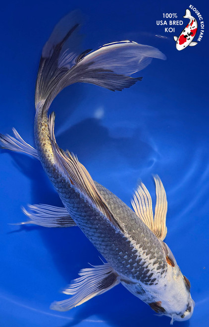 12" Kujaku Butterfly Koi #K12719(M15)