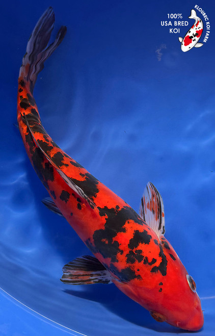 11" Doitsu Sanke Koi #K12721(M15)