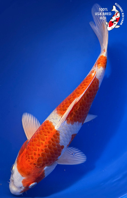 11.5" Hariwake Koi #K12724(M15)
