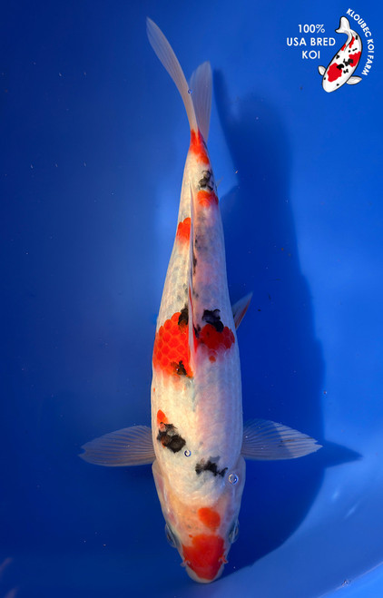 9" Sanke Koi #K12727(M15)