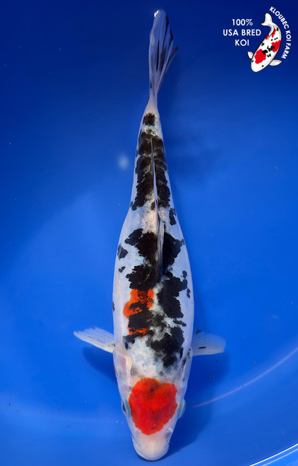 11" Doitsu Sanke Koi #K12728(M15)