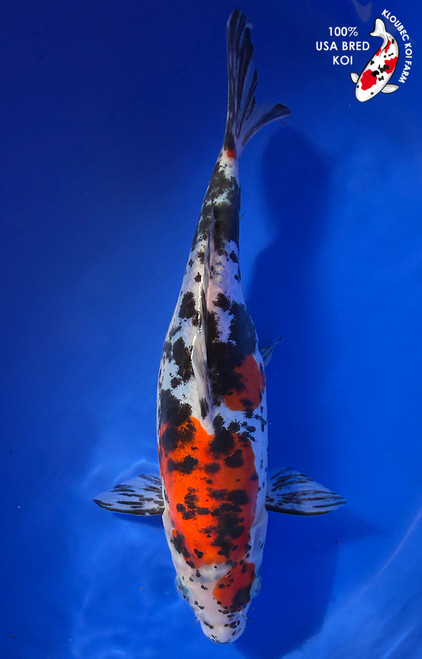 11" Doitsu Sanke Koi #K12729(M15)