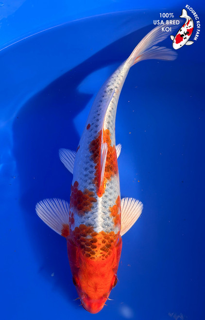 9" Kujaku Koi #K12733(M15)