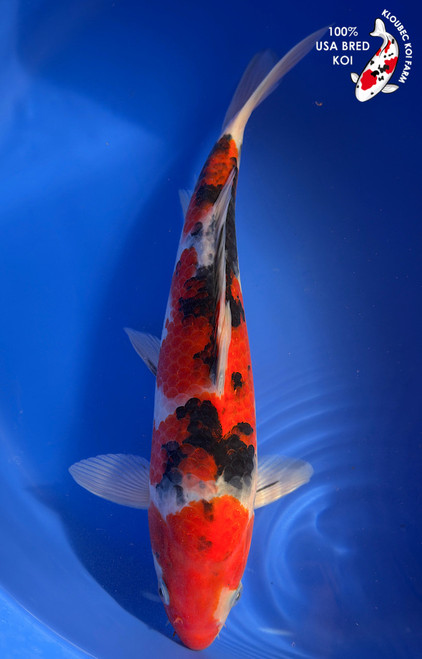 13" Sanke Koi #K12734(M15)
