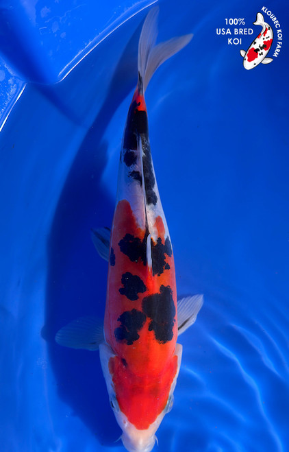 10" Doitsu Sanke Koi #K12744(M15)