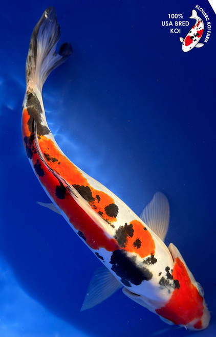 11" Doitsu Sanke Koi #K12746(M15)