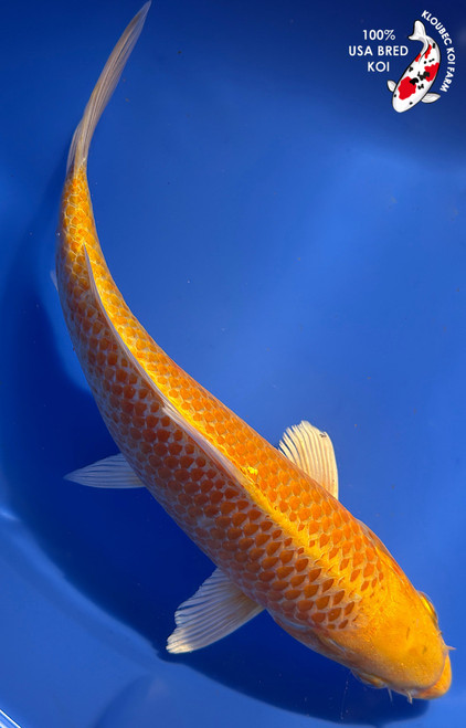 10" Yamabuki Ogon Koi #K12747(M15)