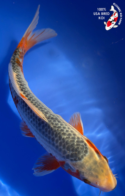 9.5" Asagi Koi #K12748(M15)