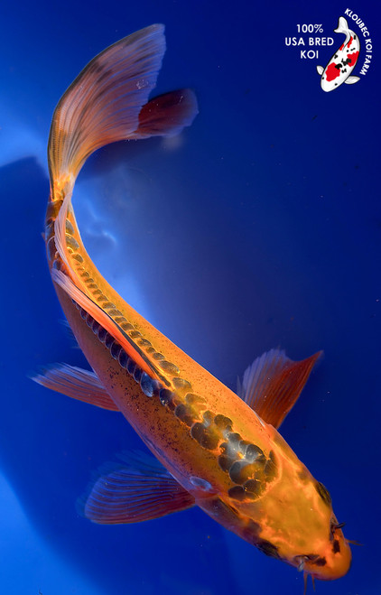 10" Doitsu Butterfly Koi #K12749(M15)