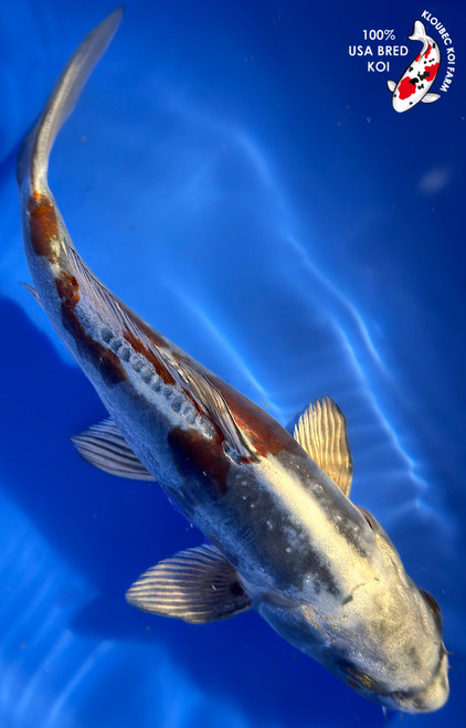 11" Beni Kikokuryu Koi #K12750(M15)
