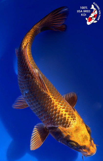 9"Ogon Koi #K12755(M15)