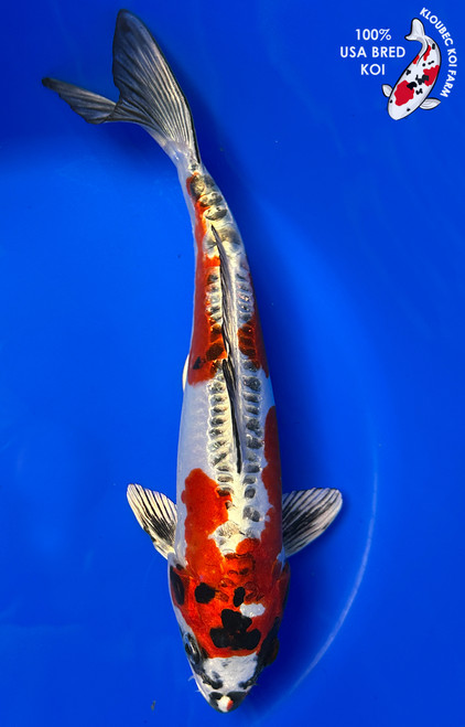 10.5" Beni Kikokuryu Koi #J3134(X1)