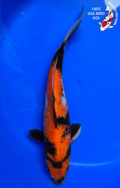 9" Hi Showa Koi #J3135(X1)