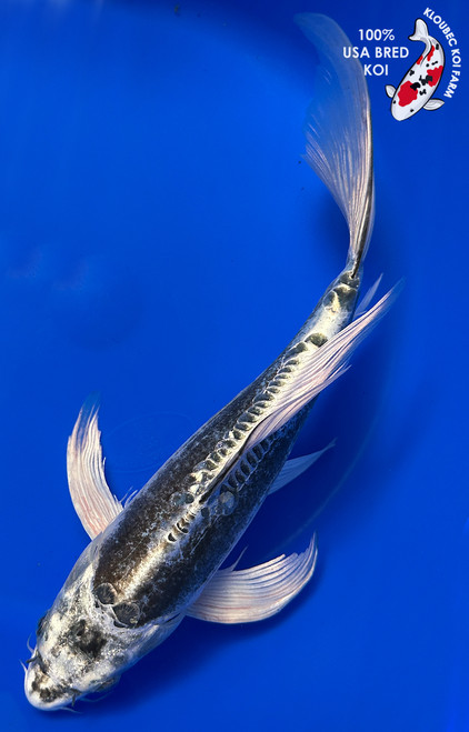 Kikokuryu Koi | Metallic, Longfin & Doitsu Pond Koi | Kloubec Koi Farm