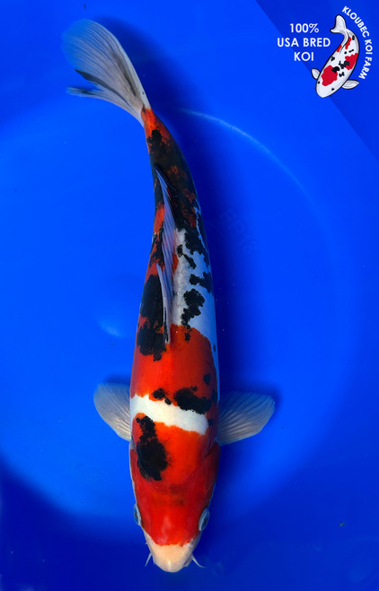 12" Doitsu Sanke Koi #J3138(X19)
