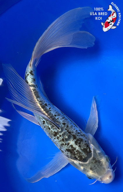 11" "Blue Belle" Kumonryu Butterfly Koi #J3139(X19)
