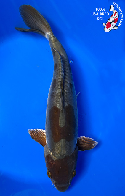 13" Doitsu Ochiba Koi #J31310(X19)