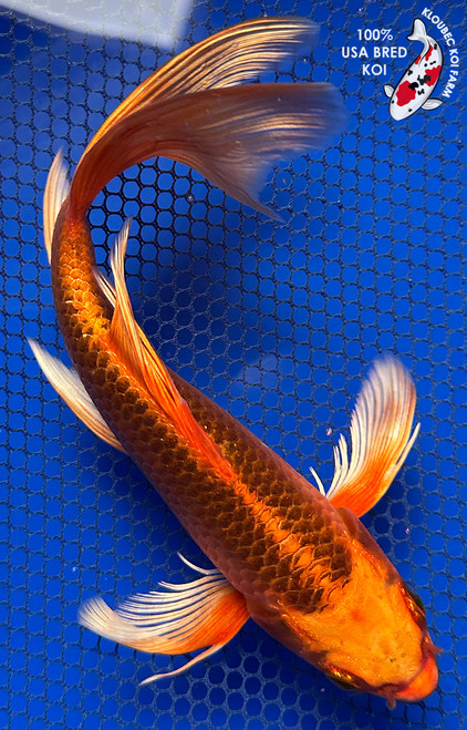 8" Kin Matsuba Butterfly Koi #J31317(X9)