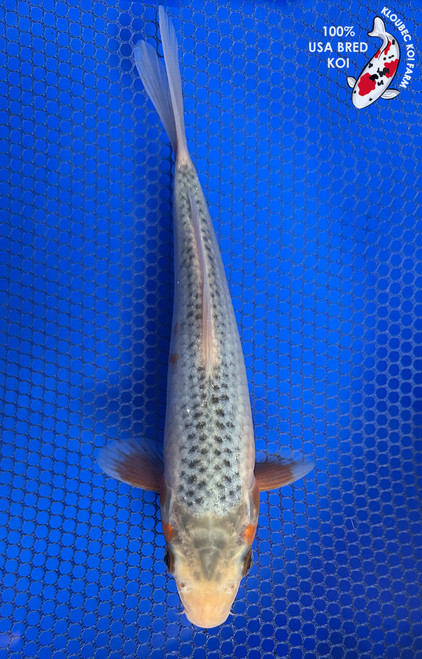 7" Asagi Koi #J31319(X9)