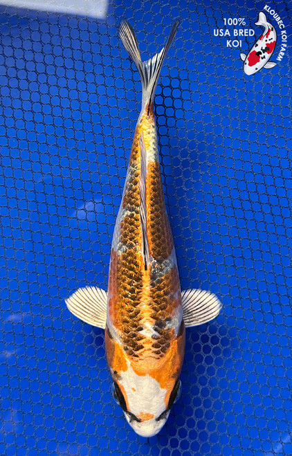 6.5" Kujaku Koi #J31320(X9)