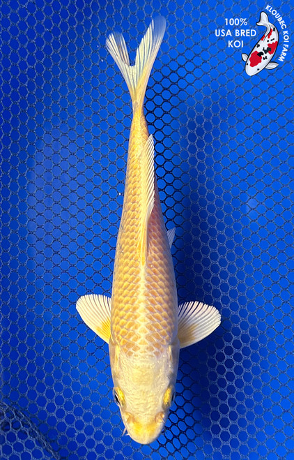 7" Yamabuki Ogon Koi #J31323(X9)
