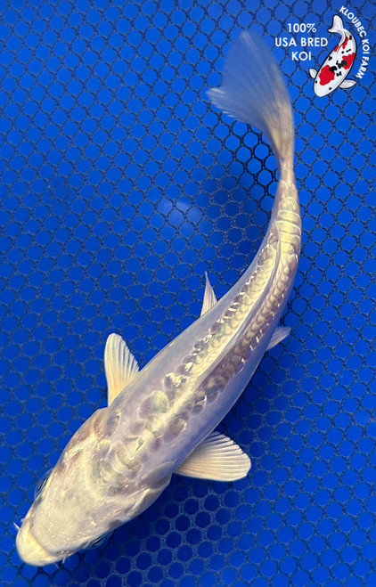 6" Dotisu Platinum Ogon Koi #J31324(X9)